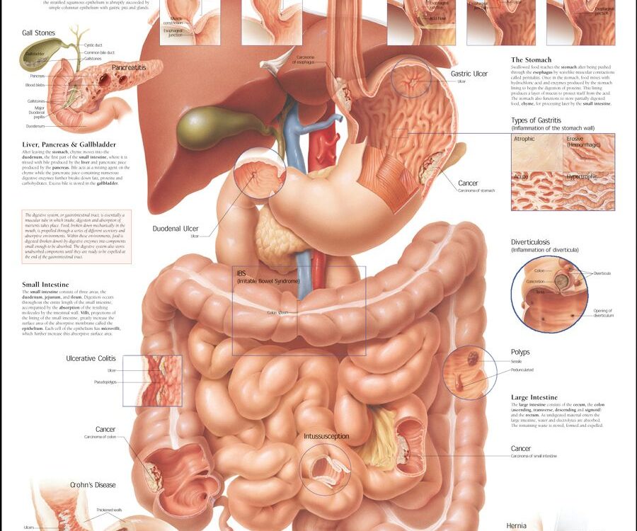 Проблемы с желудком и кишечником. Анатомия кишечника атлас. Атлас кишечника человека анатомический.